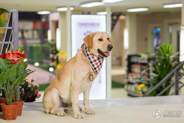 《神犬小七》全新海量高清大图来袭 萌动你的双眼