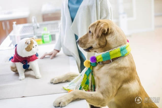 《神犬小七》全新海量高清大图来袭 萌动你的双眼