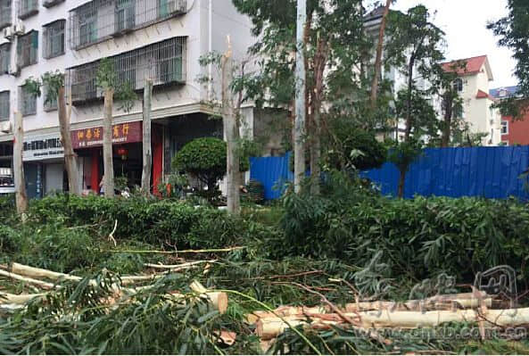 十多棵行道树遭“腰斩” 福清园林管理处:防台风