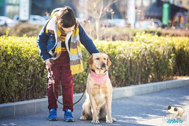 神犬小七中小七扮演者拉布拉多高清剧照