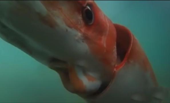 日本湾发现巨大的神秘生物，潜水员下水后吓得疯狂上岸！