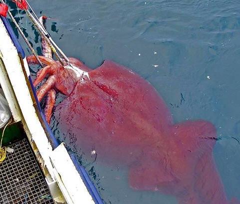 日本湾发现巨大的神秘生物，潜水员下水后吓得疯狂上岸！