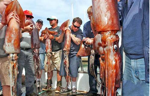 日本湾发现巨大的神秘生物，潜水员下水后吓得疯狂上岸！