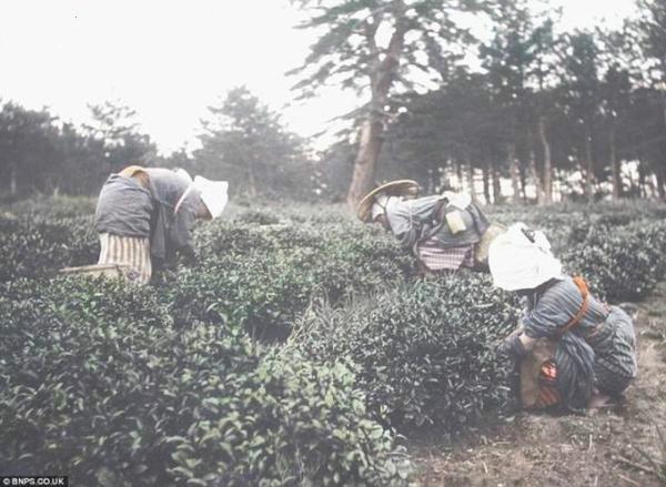 100年战前日本老照片，战争过后却这样