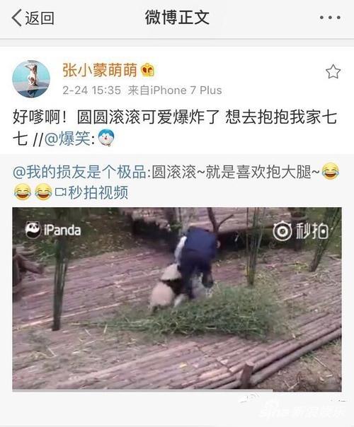 “女友收割机”王思聪又添新欢豆得儿失宠，领养大熊猫示爱张小蒙