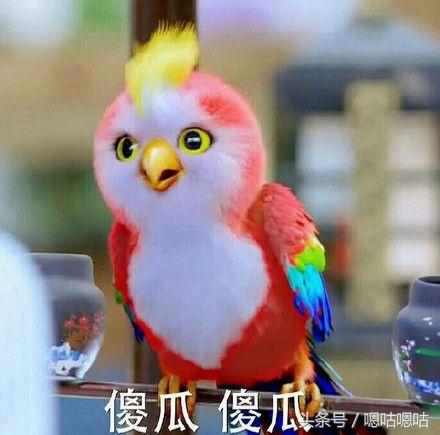 楚乔传 宇文玥强撩楚乔，居然向楚乔提这样的要求，连鹦鹉都看不下去了！