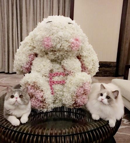 《春风十里不如你》辛夷妖刀结婚却没来得及拥吻，好扎心