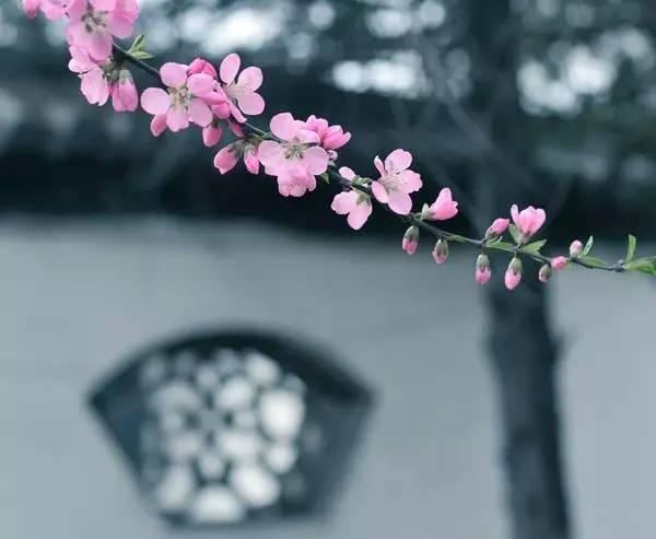 《那年花开月正圆》沈星移结局惨死 周莹一生都没有再嫁