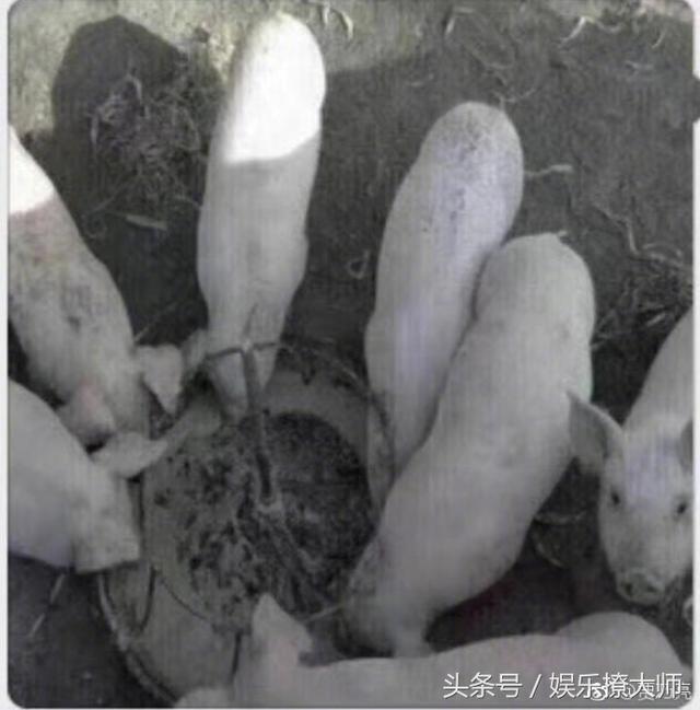 贾乃亮被恶整后扬言：你们等着！结果秒删微博，怕了？