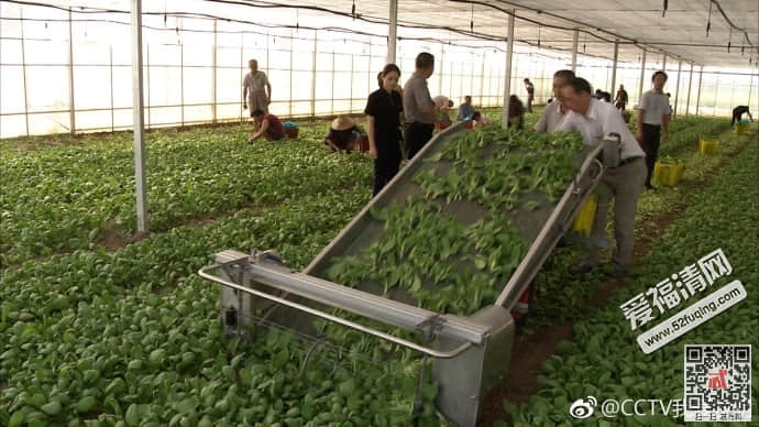 我爱发明201804111期青饲料收获机/榨菜联合收割机/自动收获蔬菜机器